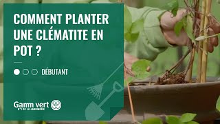 [TUTO] Comment planter une clématite en pot ? - Jardinerie Gamm vert