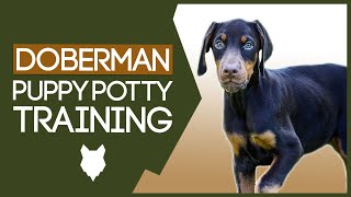 DOBERMAN PUPPY TRAINING! How To Potty Train Your Doberman Puppy!