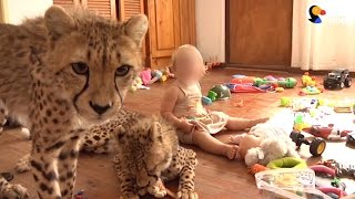 Wild Baby Animals Are Being Sold As Pets | The Dodo