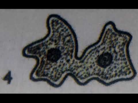 Binary Fission in Amoeba / How does Amoeba reproduce?
