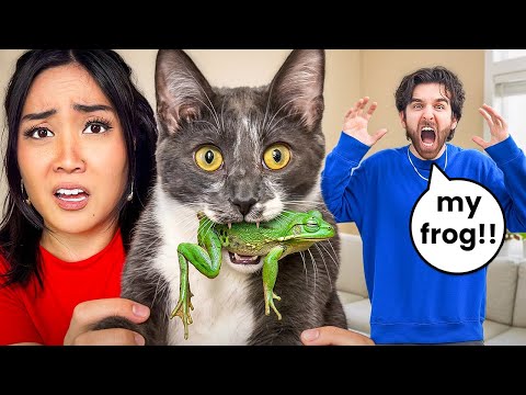 My Cat ATE My Roommates Frog!