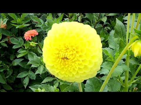 motorbiKing Austria - HONDA NC750X (2021) - Zisterzienser STIFT ZWETTL - Motorrad Tour Natur Kultur