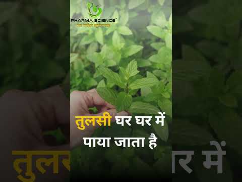 Ayurvedic and home remedies to increase immunity system Basil Ginger Cinnamon Decoction #health