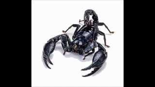 Music Is My Way of Life - Patti Labelle (Scorpio's Strobe Light Remix).wmv