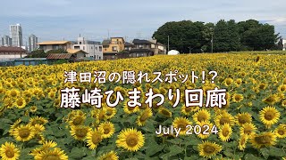 藤崎ひまわり回廊