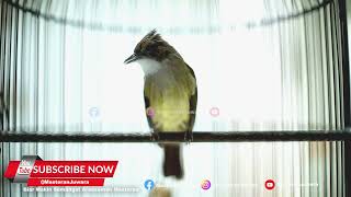 Download lagu 🔴Cucak Jenggot Gacor Isian Mirip Gereja Beset Rapet❗️ mp3 Download lagu 🔴Cucak Jenggot Gacor Isian Mirip Gereja Beset Rapet❗️ mp3