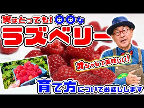 ラズベリーブッシュのケアはどのように始まりますか？どのくらいの頻度で水やりをすればよいでしょうか？剪定の時期と方法は？  庭園