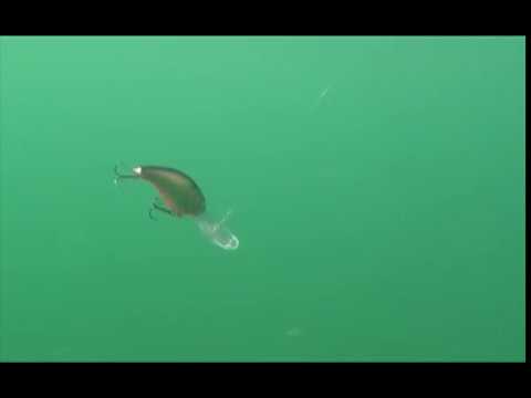 Venom Perch (EG-042F#945V)