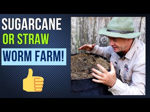 This Sugarcane Straw Worm Farm Is AWESOME!
