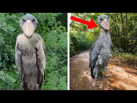 The Scariest Bird Sounds