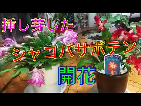 クリスマスサボテンのための天然肥料：豊かな開花のための4つの自家製レシピ  庭園