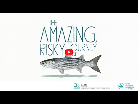 The Fisher's Tales S1 Ep4  (English): The amazing risky journey of mullets