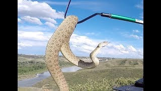 Large Campus Rattlesnake