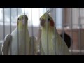 Lutino Cockatiel Mating Call