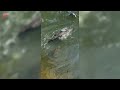 Snapping Turtle Bites Alligator On The Face 1807020