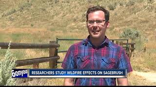 BSU researchers study importance of sagebrush in Idaho