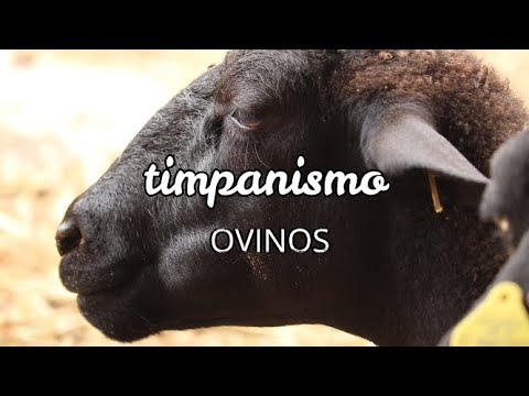 , title : 'TIMPANISMO EN OVINOS CAUSAS MAS COMUNES ,REMEDIOS FACILES Y SENCILLOS'