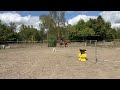 Hongre 7 ans, +-1m65, bwp par Nixon vh Meulenhof