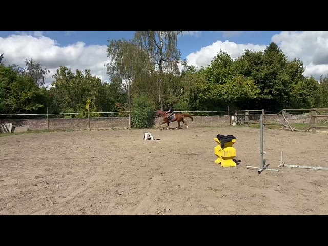 Hongre 7 ans, +-1m65, bwp par Nixon vh Meulenhof