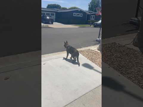 German Shepherd puppy being trained on impulse control #germanshepherd #puppy #trending #dogbreed