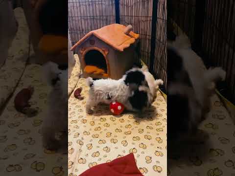 Perros Lagotto Romagnolo en venta