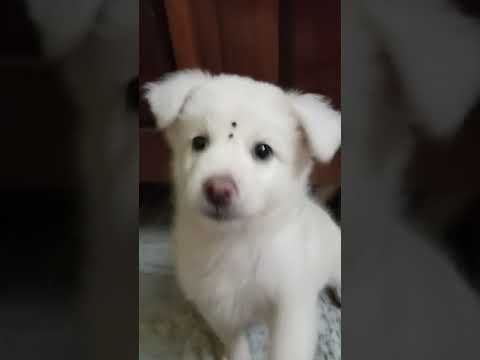 //cute puppy dog funny video.//like share and subscribe our channel//