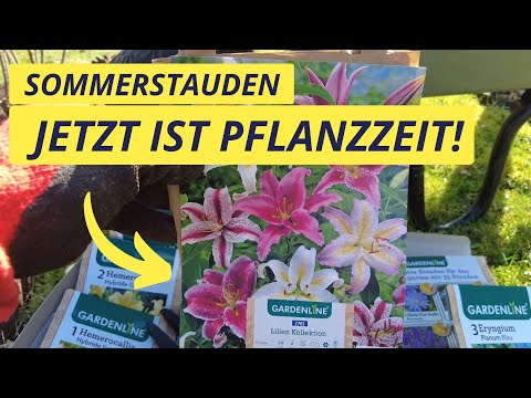 , title : 'Sommerstauden Pflanzen für die Bienen - Die Pflanzzeit beginnt'