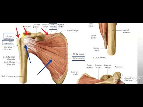 Rotator cuff muscles 3