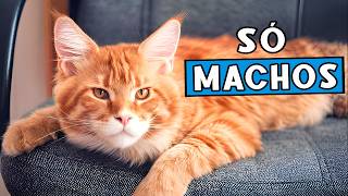 Por que seu gato macho dorme com você? É muito mais do que você imagina...