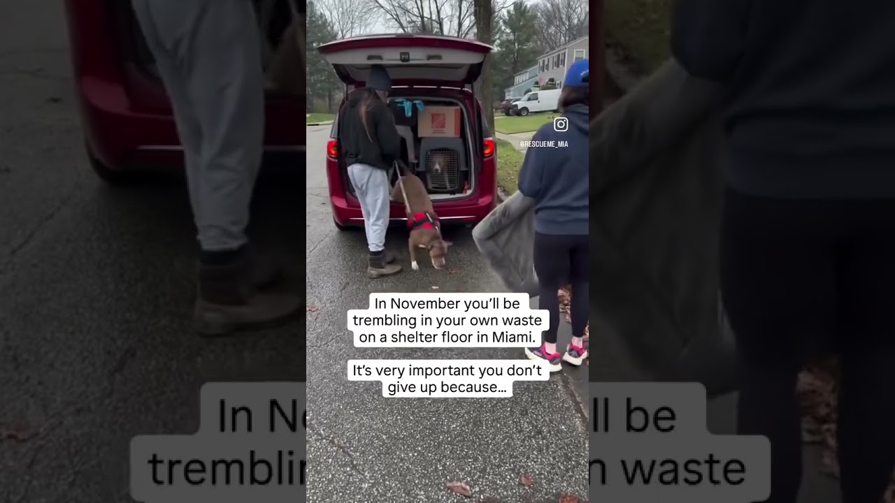 Enlarge Libby , a ADOPTABLE American Bulldog in Marlton, NJ video 3/4