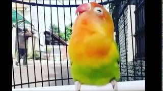 Download lagu DAHSYAT!! Lovebird isian walang kecek, kenari, kapas tembak cocok untuk masteran mp3