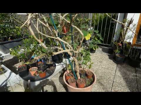 Hardy Tamarillo Solanum Corymbiflora schafft draußen milden Winter 2024/25