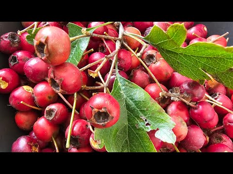 Making Hawthorn Berry (Haws) Ketchup. Such a tasty treat!