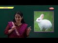 Pre School Lessons LKG Lessons Pebbles Kids Learning