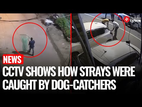 Watch: CCTV Shows How Dog-Catchers Used 'Net-Catching' Method To Capture Dogs