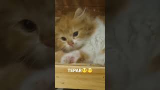 Download lagu Tepar abis lari-lari - anak kucing lucu #shorts mp3