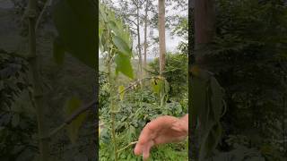 Download lagu panen pleci langsung dapet 20 ekor #pleci #mikatburung #shorts #burung mp3