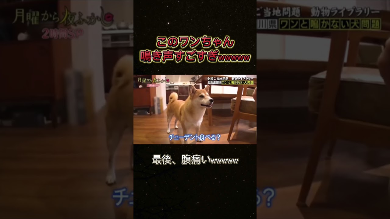 人間すぎるってwwwww #お笑い #月曜から夜ふかし #月曜から夜更かし #バラエティ