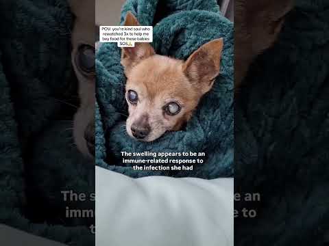 Can you help our rescue dogs⁉️🥺Link in our bio🫶 #amazon #rescuedog #chihuahua #shelter #florida