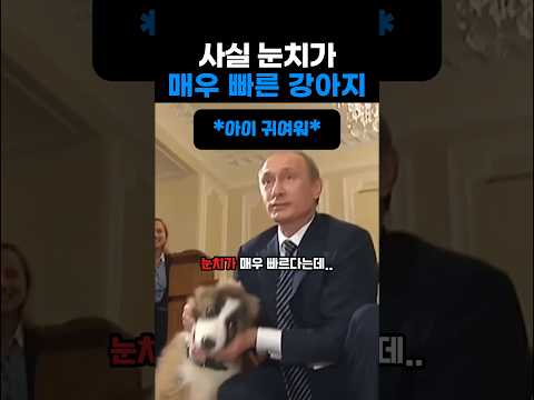 사실 눈치가 매우 빠른 강아지 #러시아