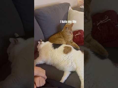 Jasmine Sits on Oscar (Again) #cute