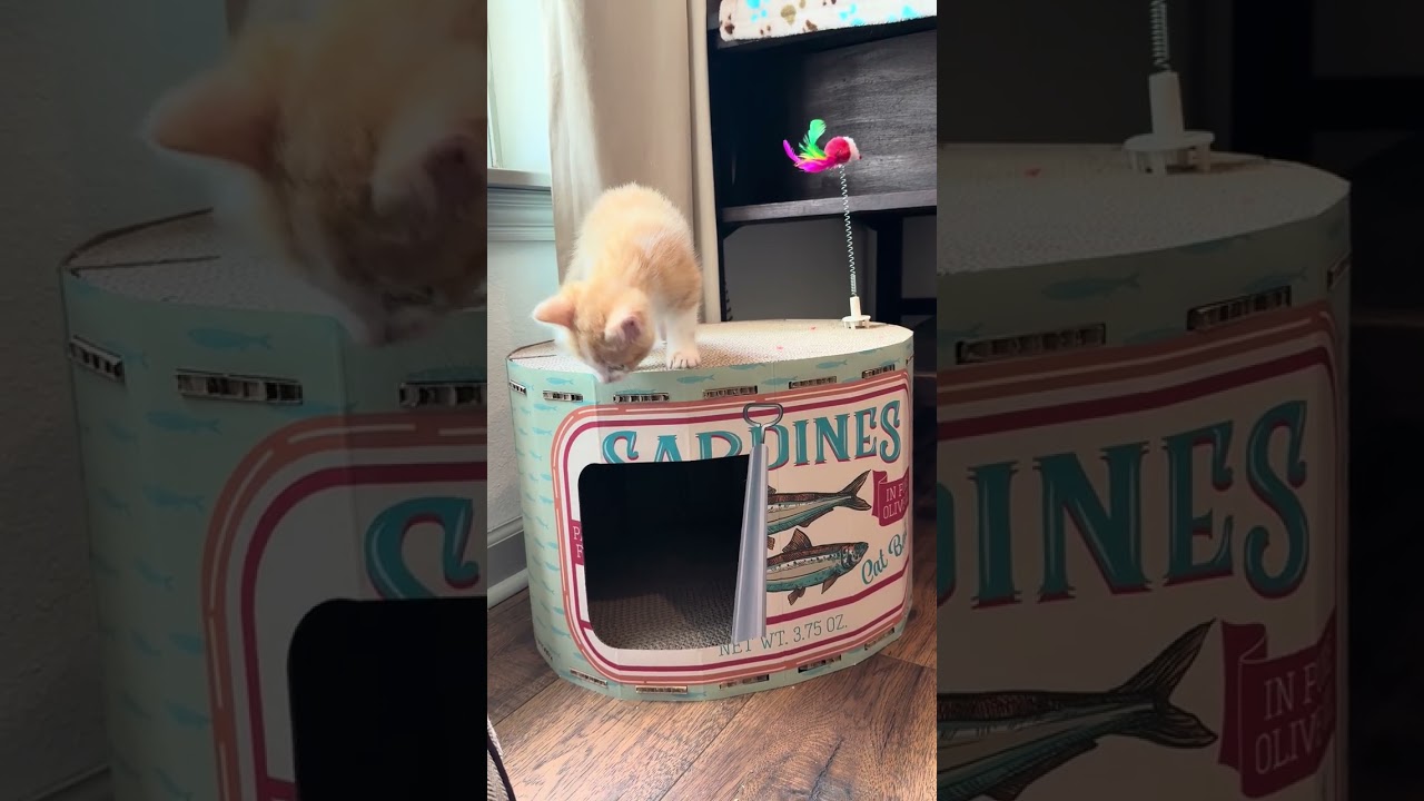 Enlarge Barry, a Adoptable Domestic Short Hair in Nowata, OK video 6/6