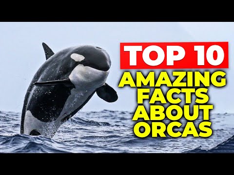 Top 10 AMAZING FACTS About Orcas (Killer Whales)