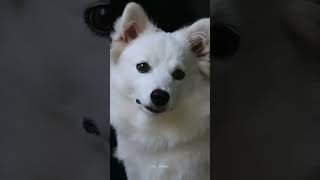 Cute white dog WhatsApp status #cute#dog#short#sta