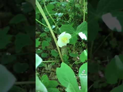 The Mayapple or American Mandrake Plant #Shorts