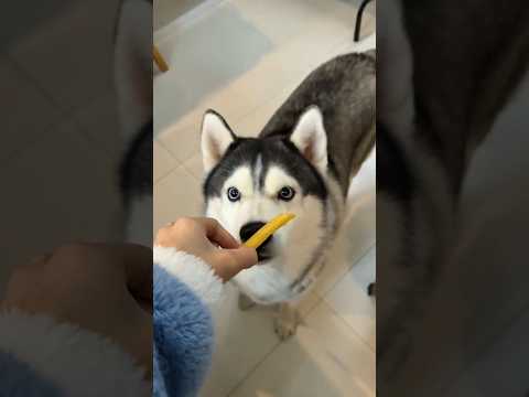 Feeding My Cute Pets Spicy Chips… Their Reactions Are Hilarious! 🤣🌶️❤️ #shorts