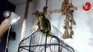 Говорящий попугай RICCO