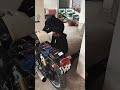 Installing NGage Performance Spark Plug Kit On Continental GT 650 NGK Spark Plug Kit CR8EIX PLUG