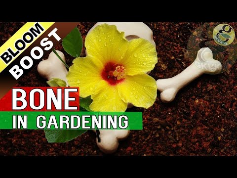 download lagu mp3 mp4 Which Of These Plants Bloom Instantly, download lagu Which Of These Plants Bloom Instantly gratis, unduh video klip Which Of These Plants Bloom Instantly