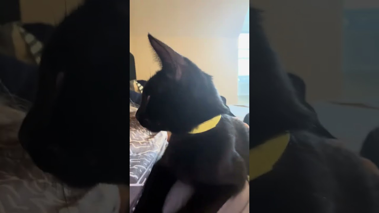 Enlarge Dandy, an adopted mixed breed in Hyattsville, MD video 2/4